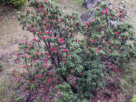 rododendron1